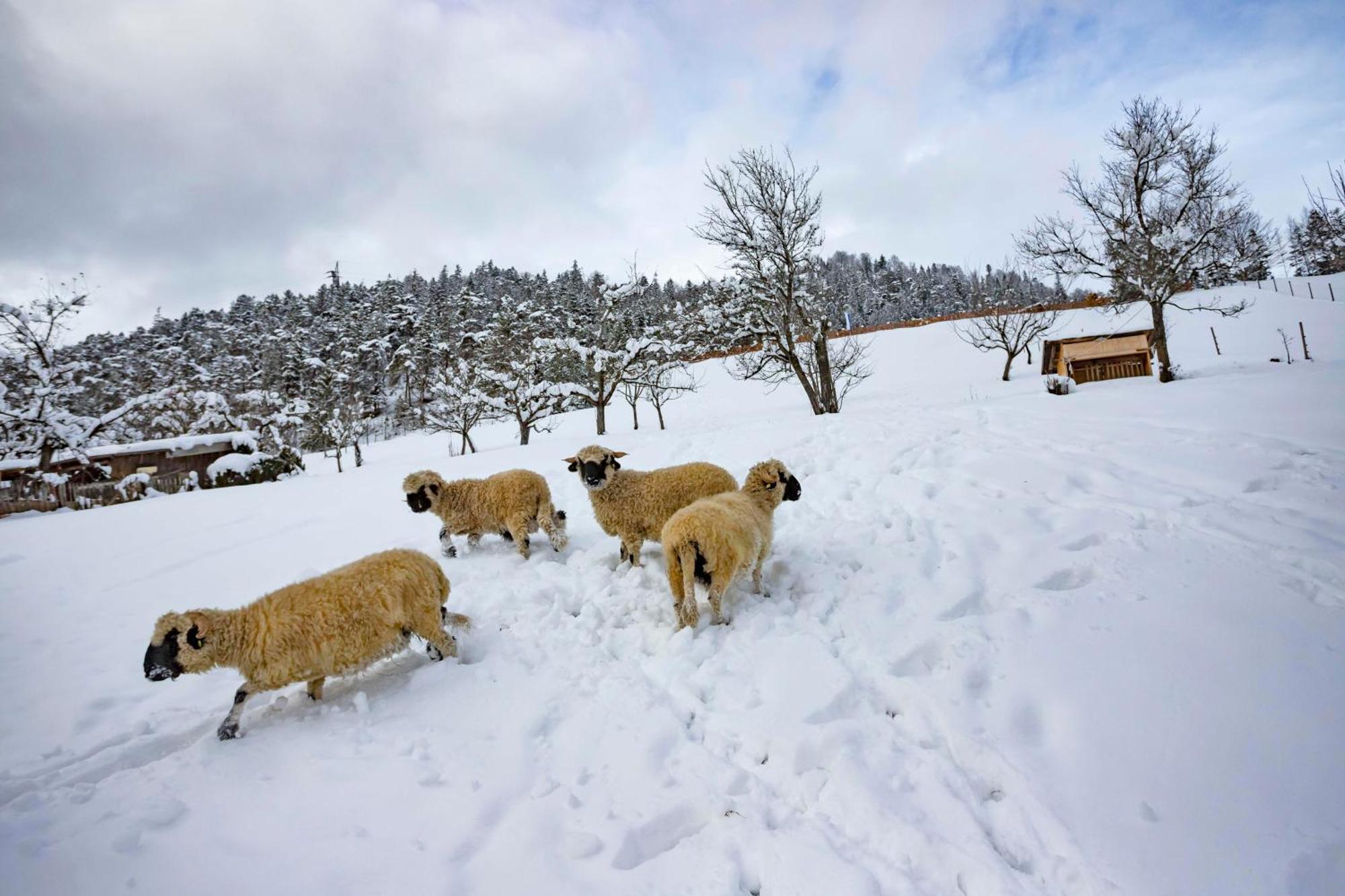 Ferienwohnungen Holler Wallgau Dış mekan fotoğraf